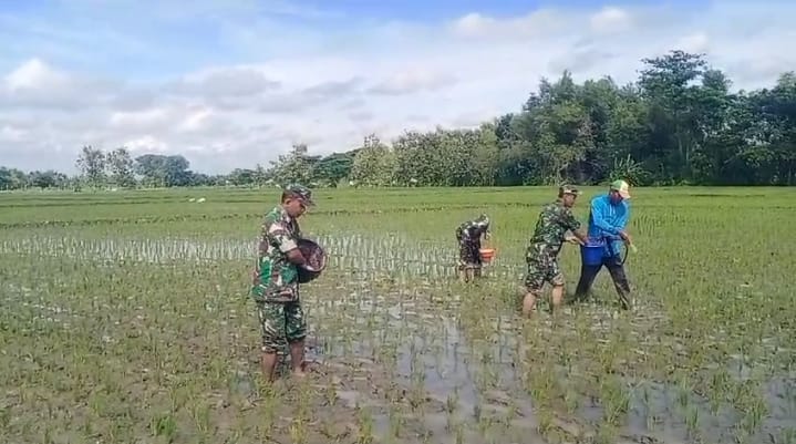 Babinsa Gesi Kawal Pemupukan Perdana, Dorong Produktivitas Padi Sejak Awal Tanam